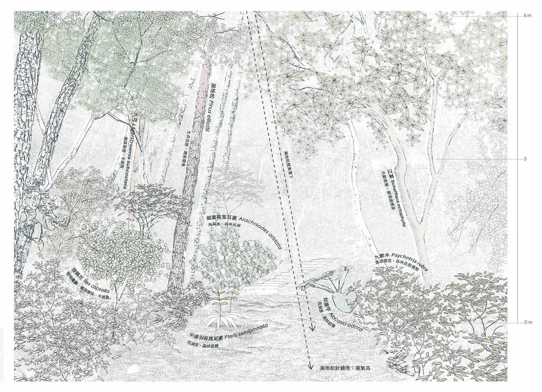 採集地圖 濕地松區